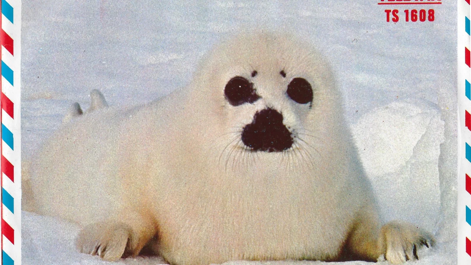 Zeehondenbabies / Op 't Duin Zat 'n Knaapje Te Wenen background