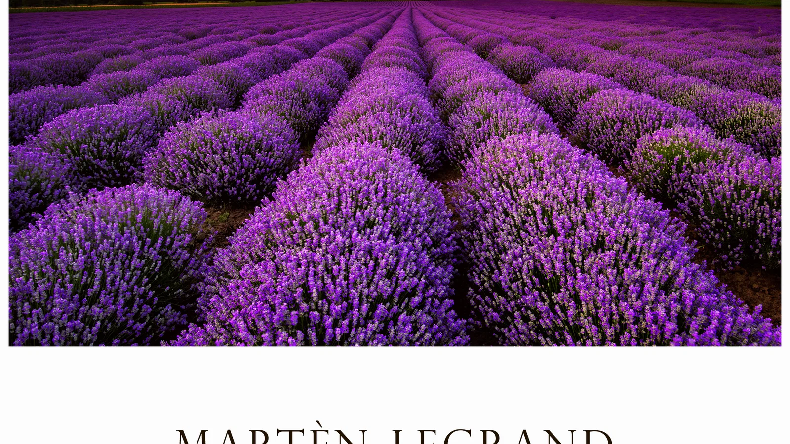 Fields Of Lavender background