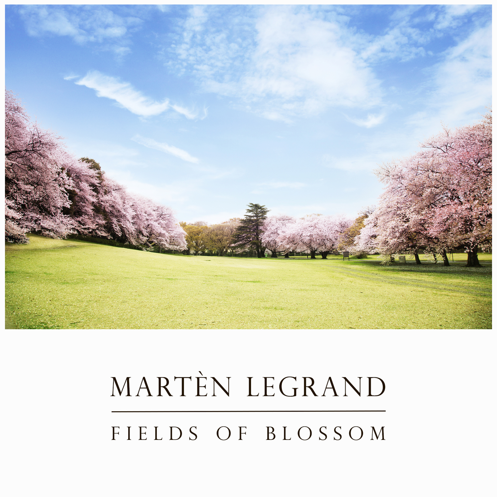 Fields Of Blossom