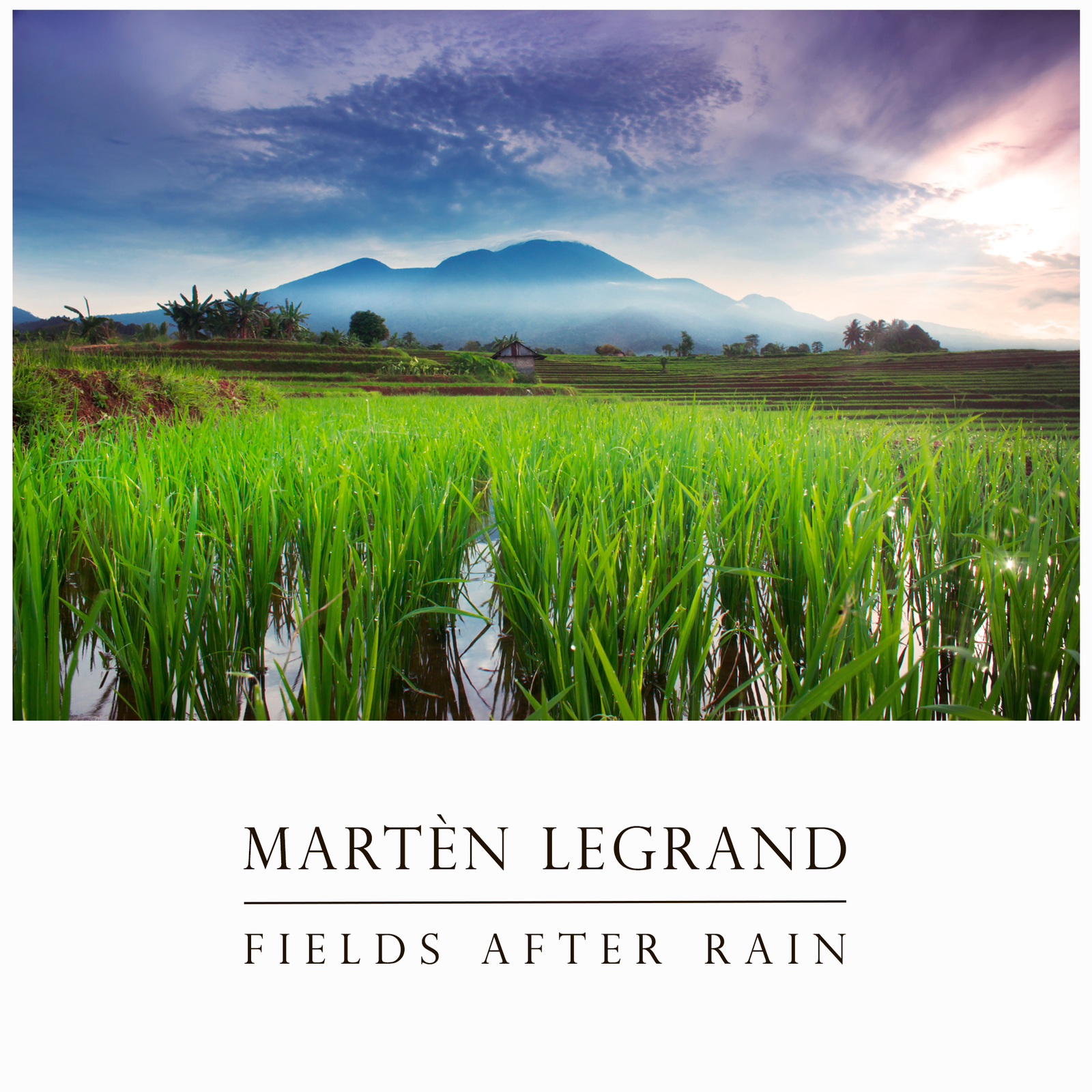 Fields After Rain