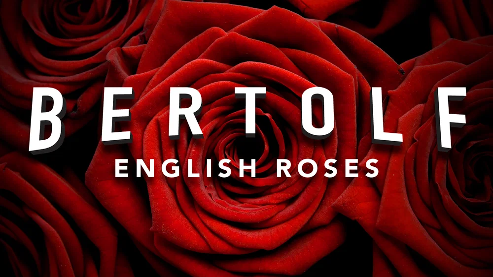 English Roses background