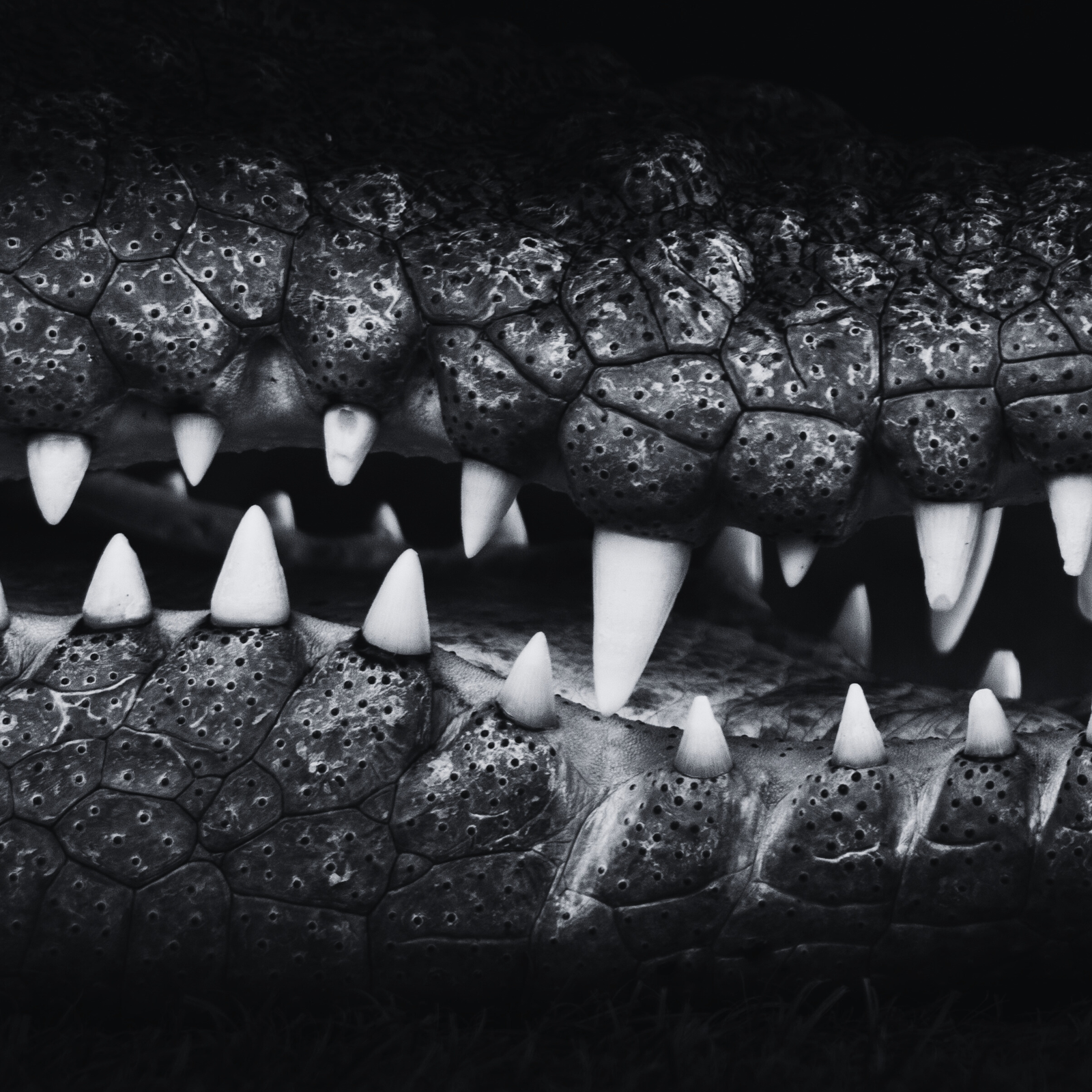 Crocodile Tears