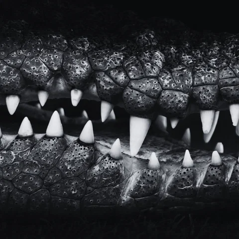 Crocodile Tears