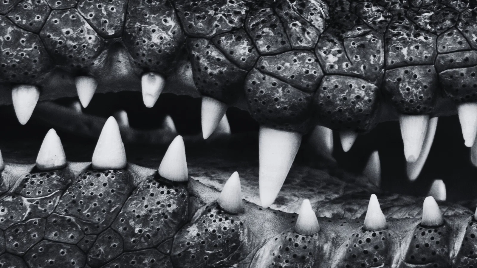 Crocodile Tears background