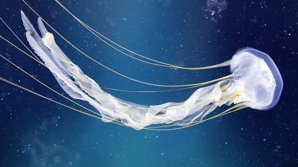 Oceans background