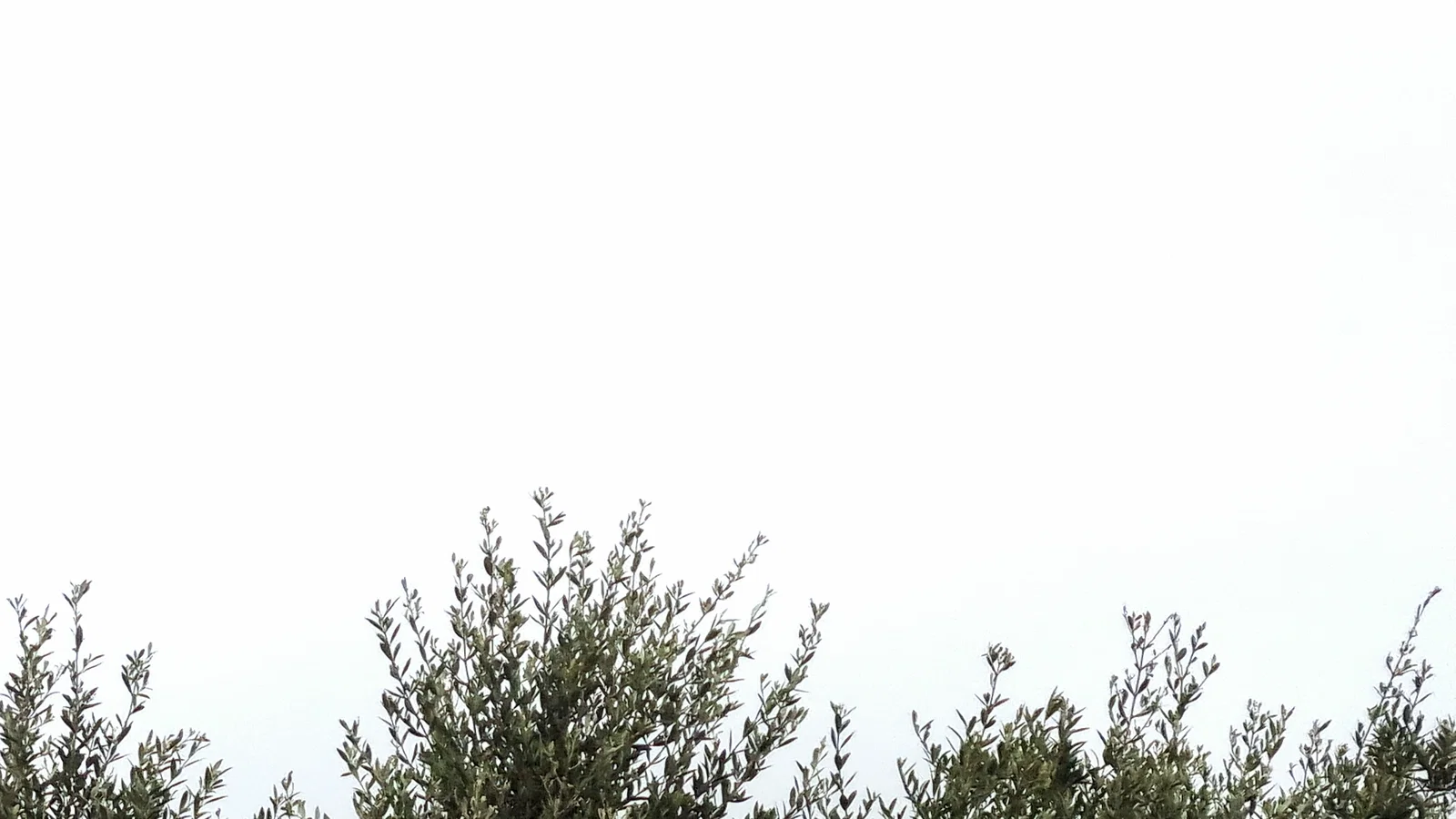 Distant Wind background