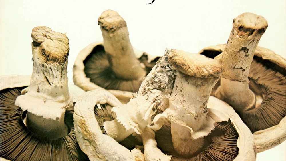 Mushrooms - Remastered background