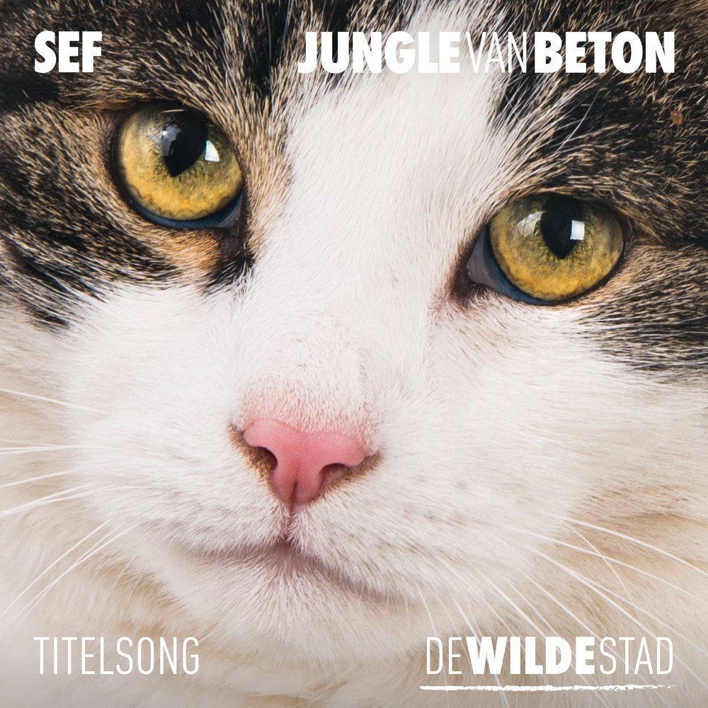 Jungle Van Beton - Titelsong "De Wilde Stad"