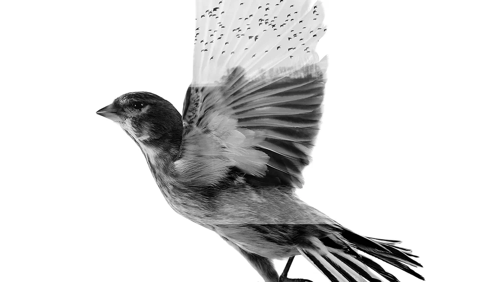 The Common Linnets background