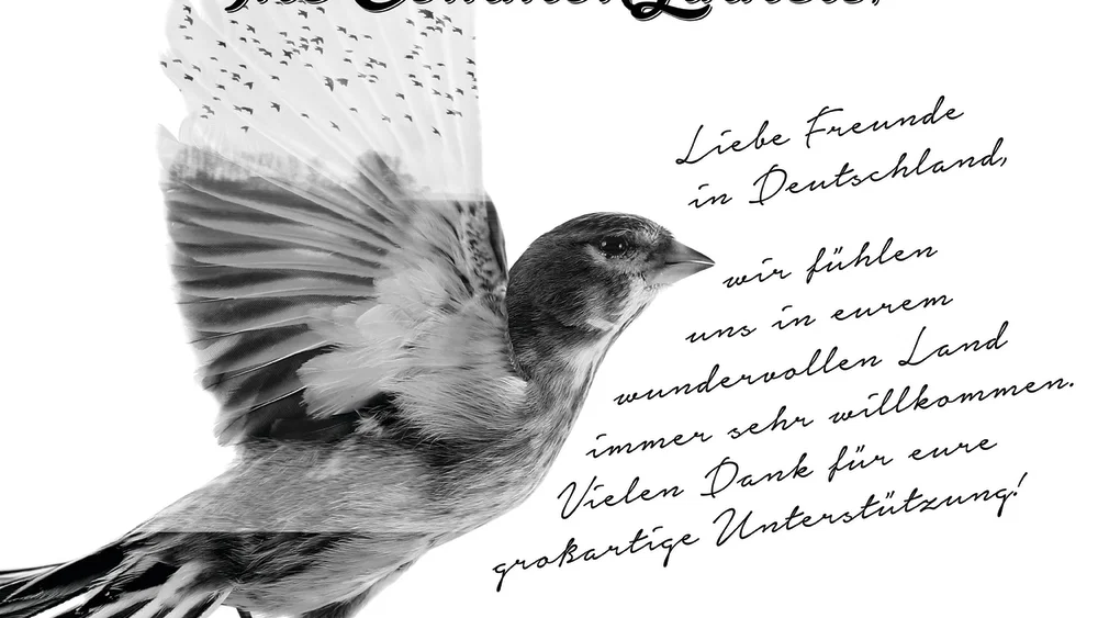 The Common Linnets - Special Edition background
