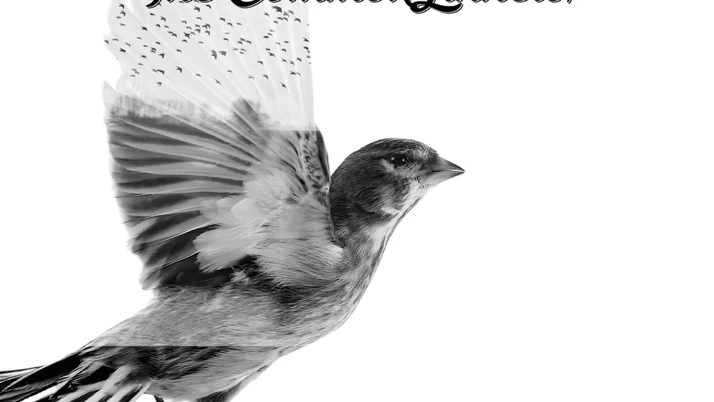 The Common Linnets - Special Edition background