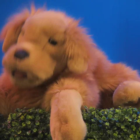 Doe De Hond Na